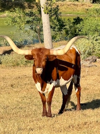 We named him meatloaf since we are not UT fans. đ€Ł