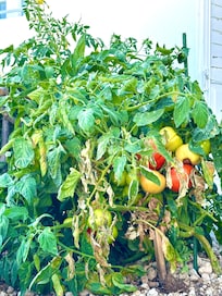 Home grown tomatoes