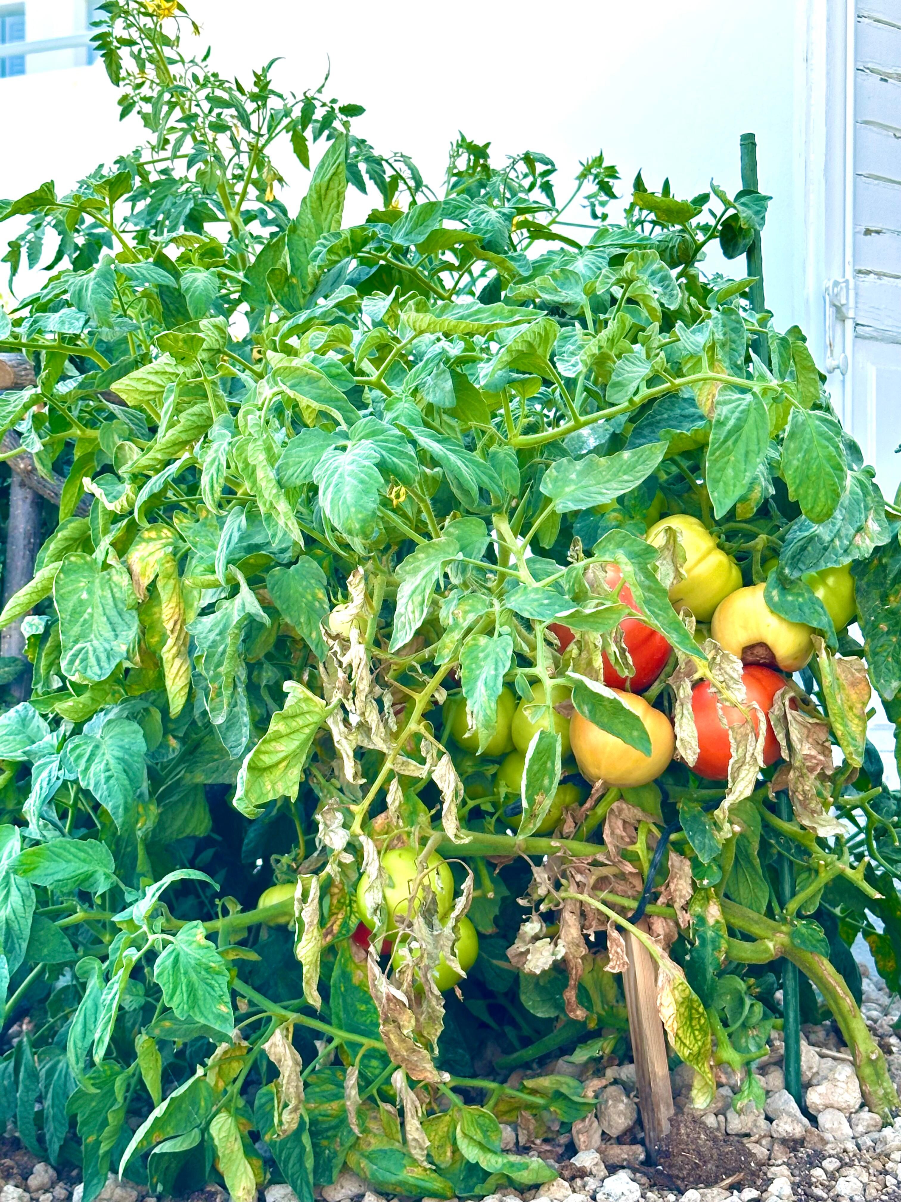 Home grown tomatoes 