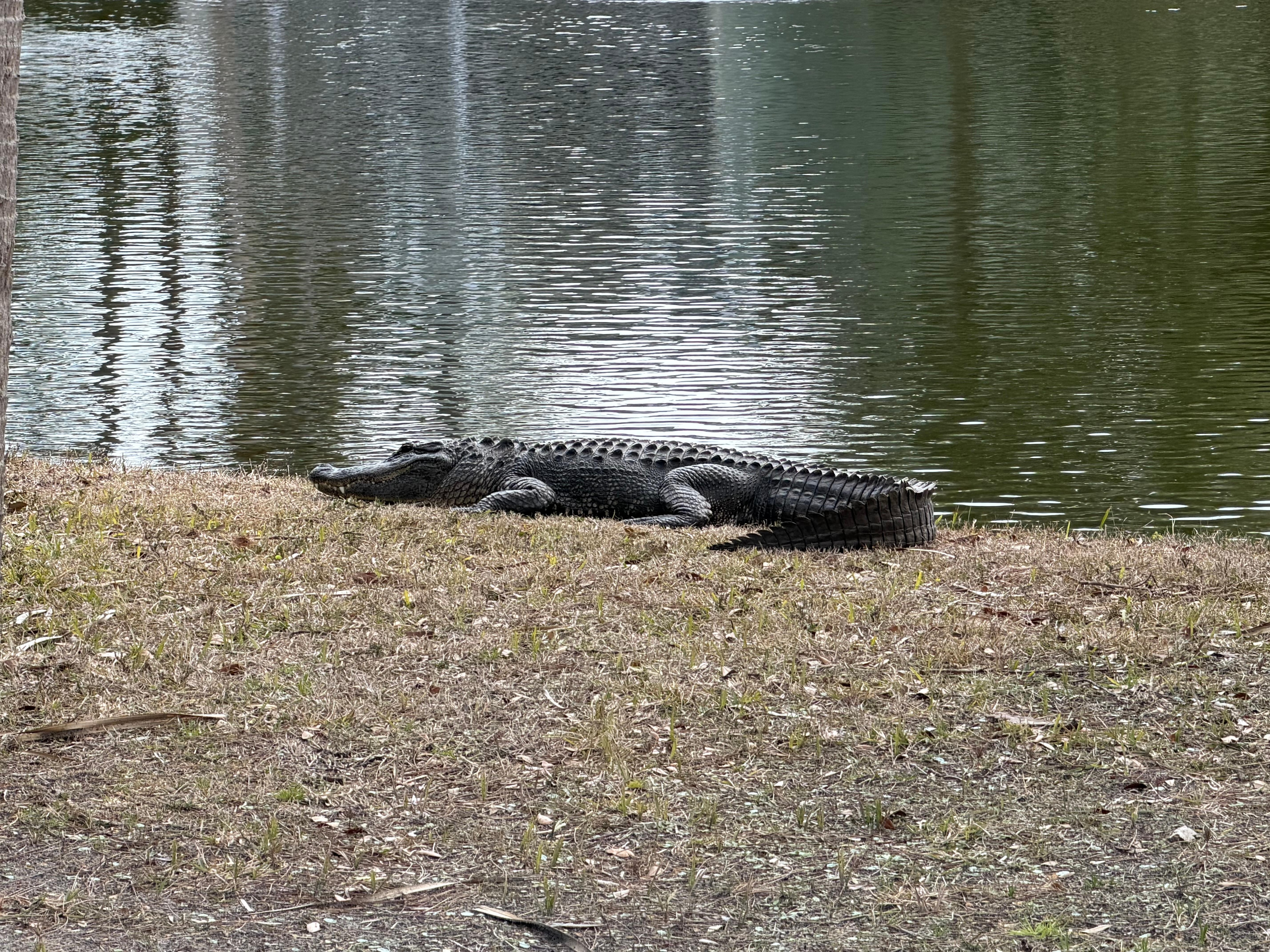 Yes, a real alligator!
