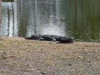 Yes, a real alligator!