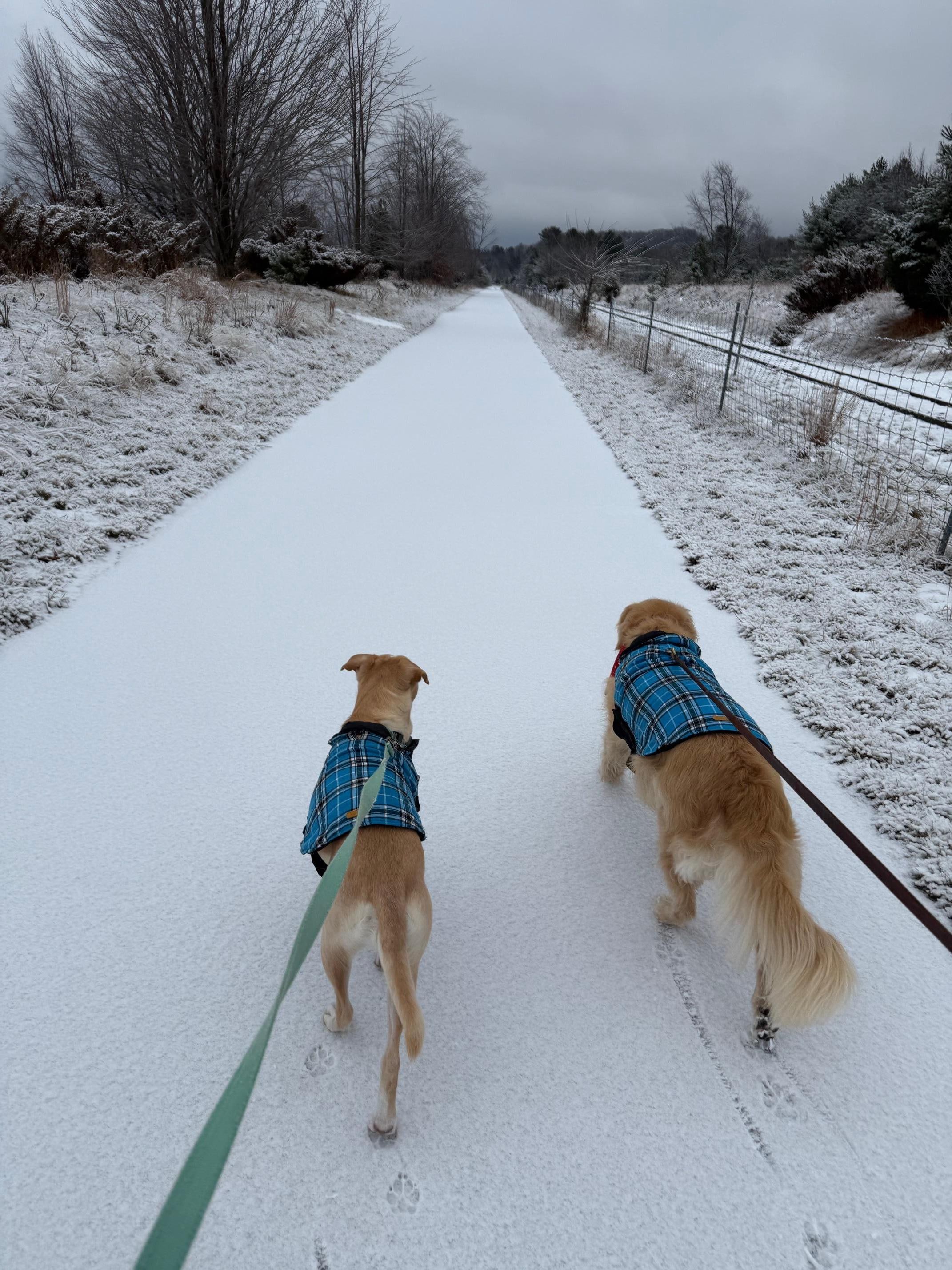 The TART trail has a connector portion that's a few steps up the street from the house. We enjoyed a beautiful morning walk after a fresh dusting of snow. 