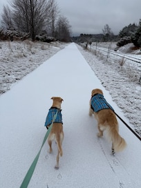 The TART trail has a connector portion that's a few steps up the street from the house. We enjoyed a beautiful morning walk after a fresh dusting of snow.