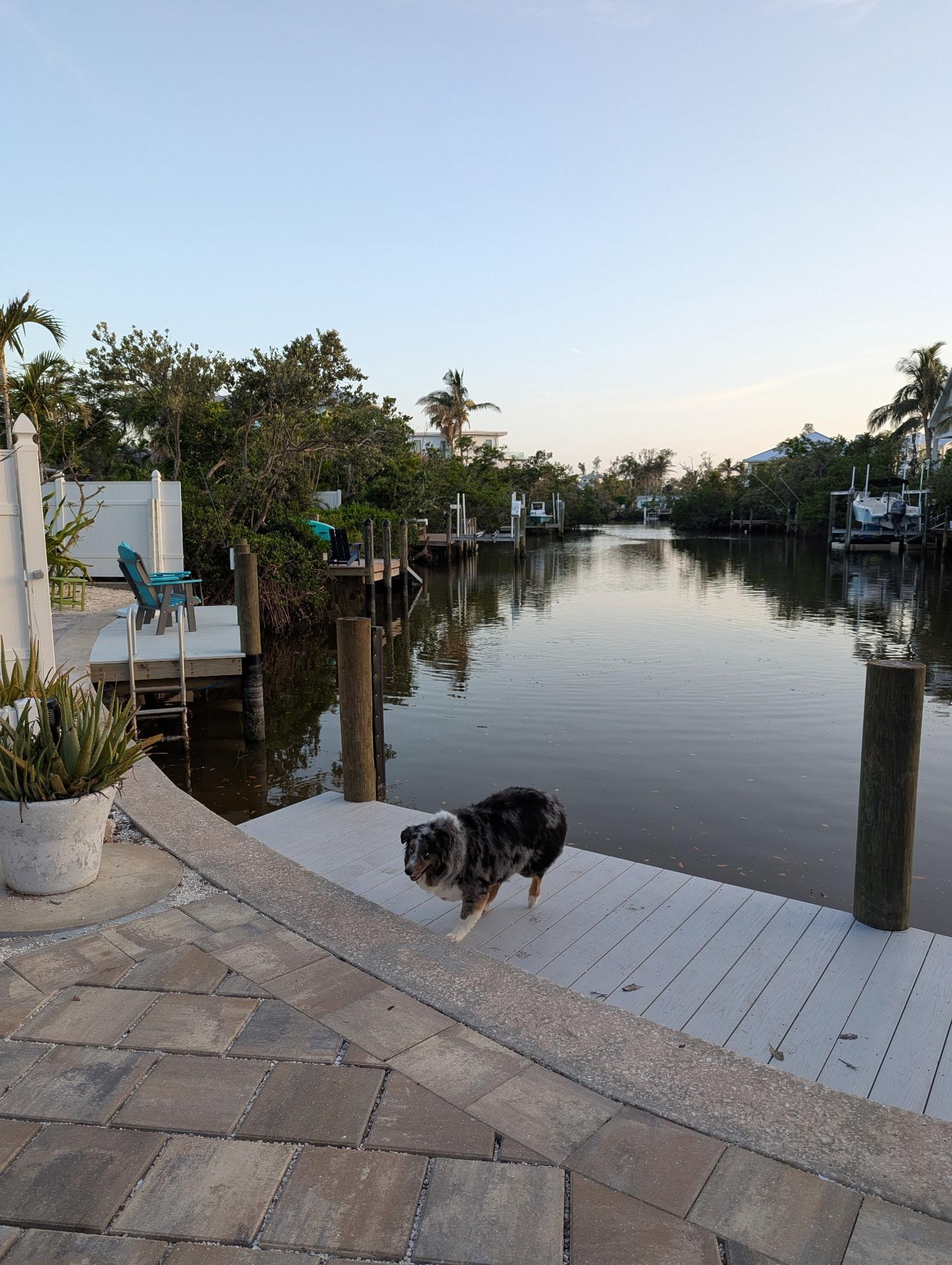 Our pup on the dick at dusk