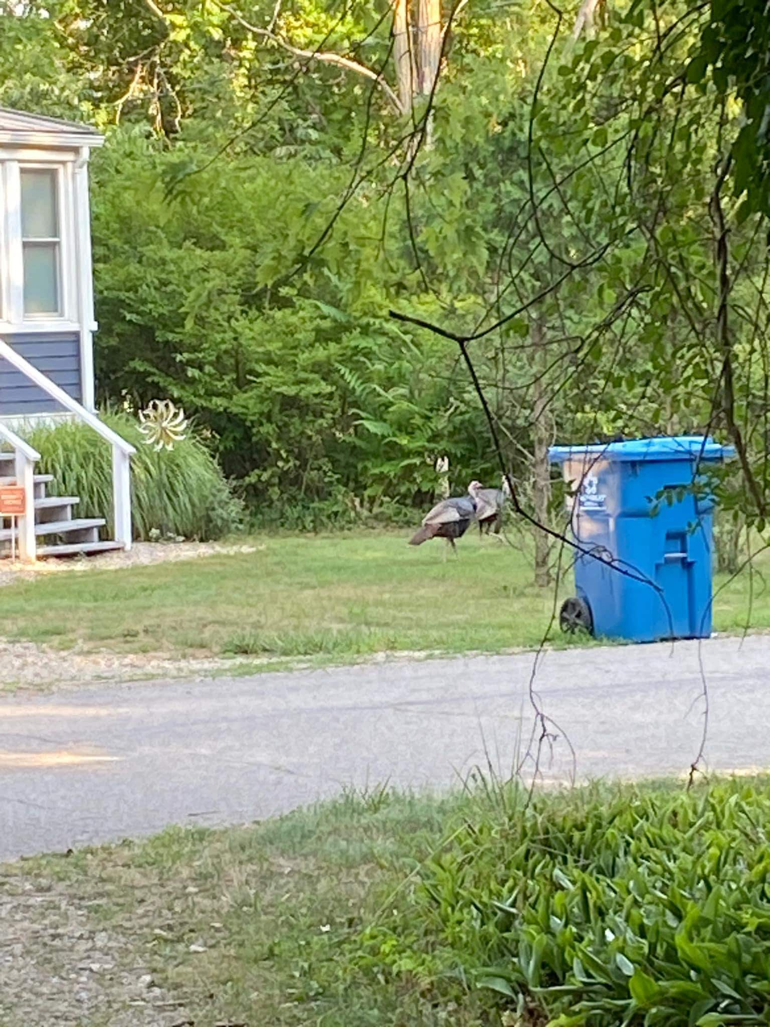 Wild turkeys across the street.