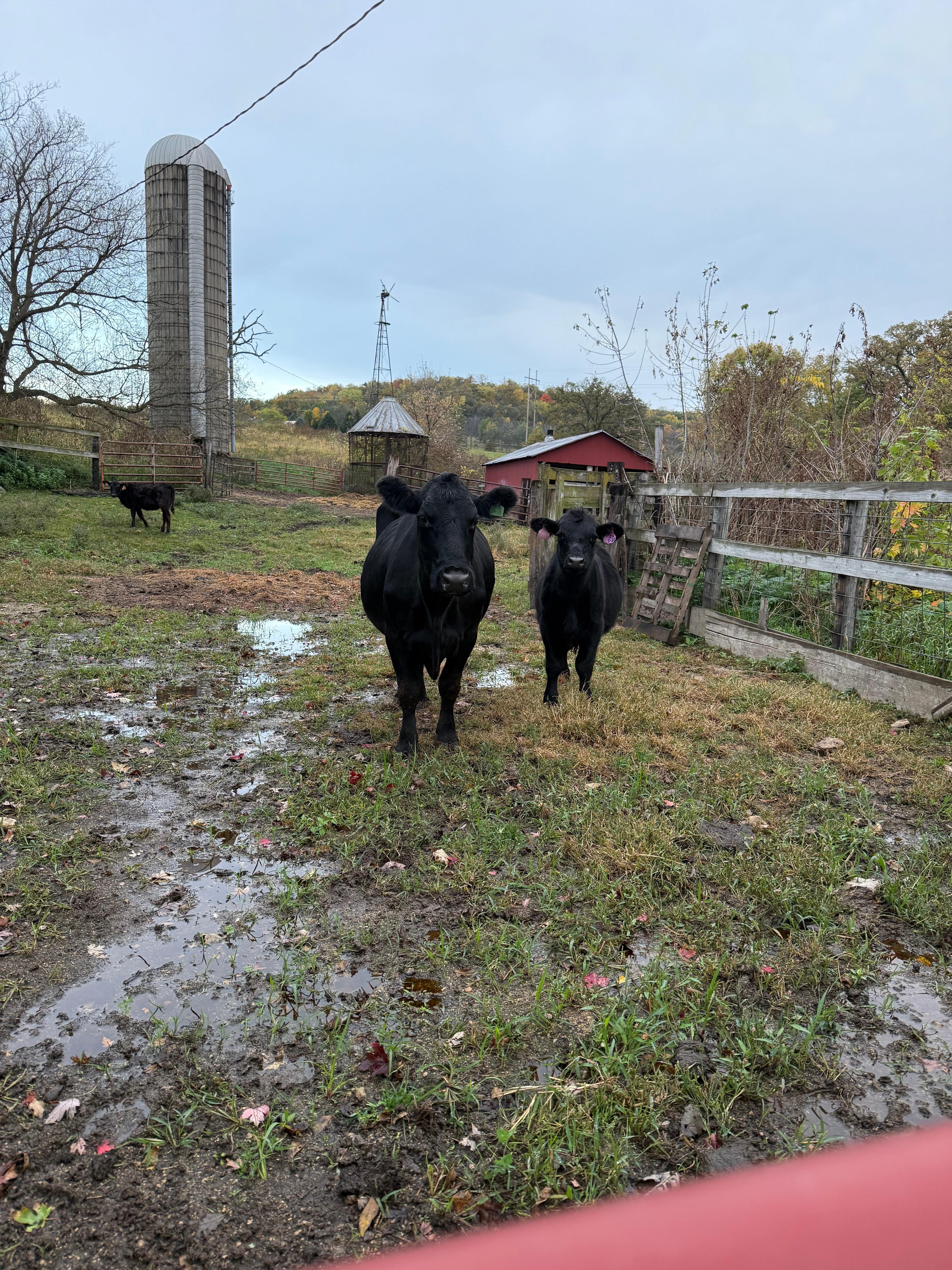Sweet mama and two calves. 