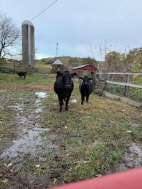 Sweet mama and two calves.