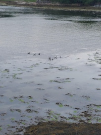 Nightly duck convoy.
