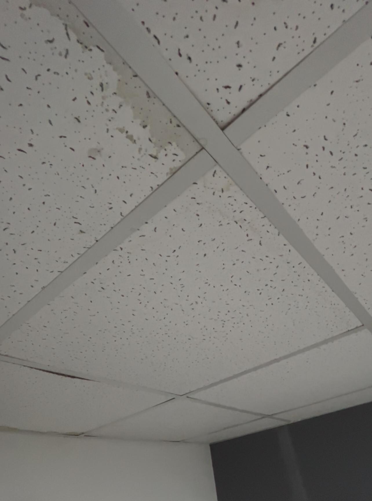 Leaking celing