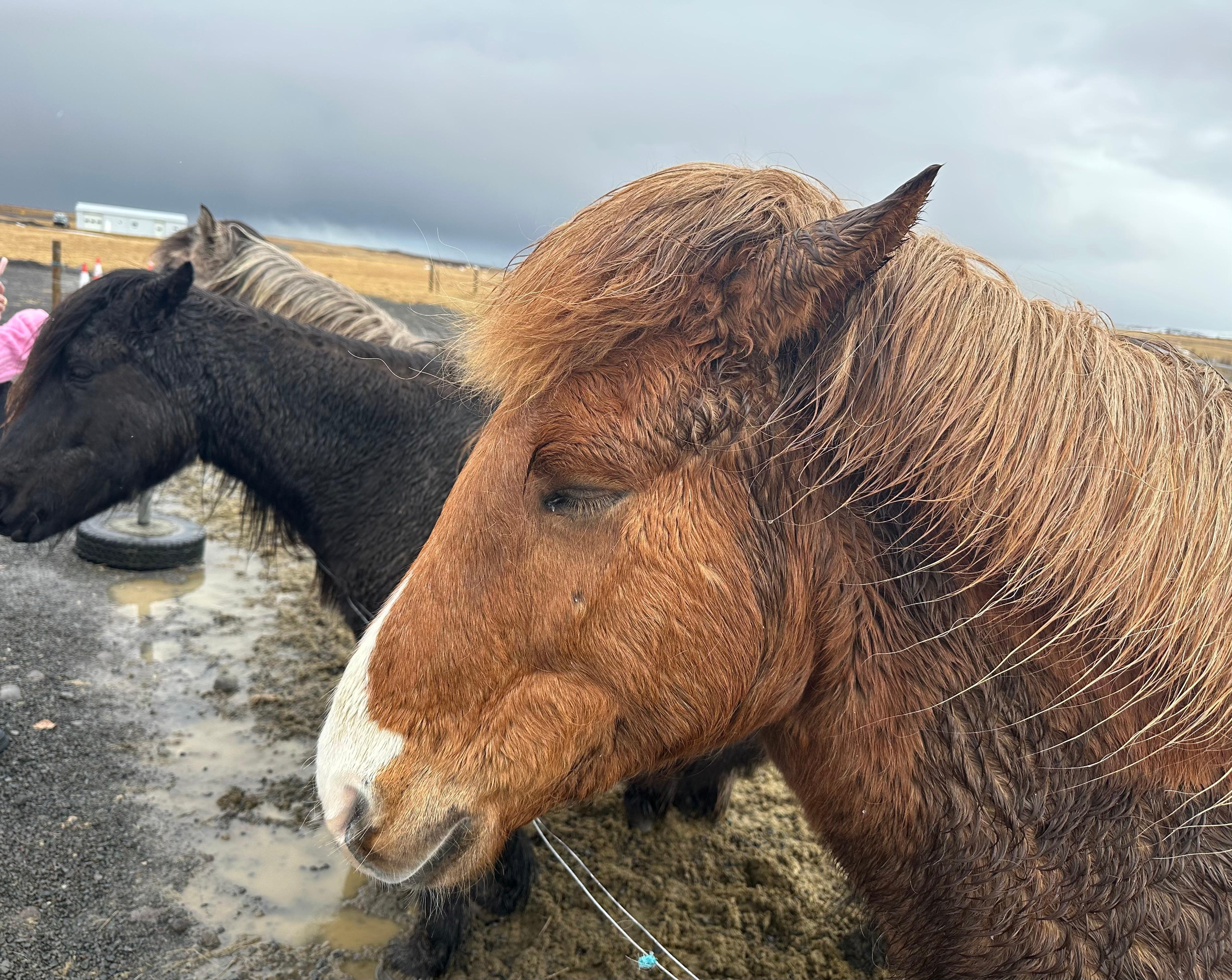Icelandic horses