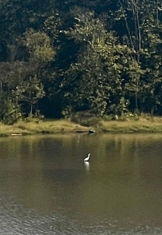 One of two egrets spotted daily out fishing. 