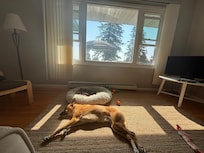Our pup Phoebe enjoying her vacation