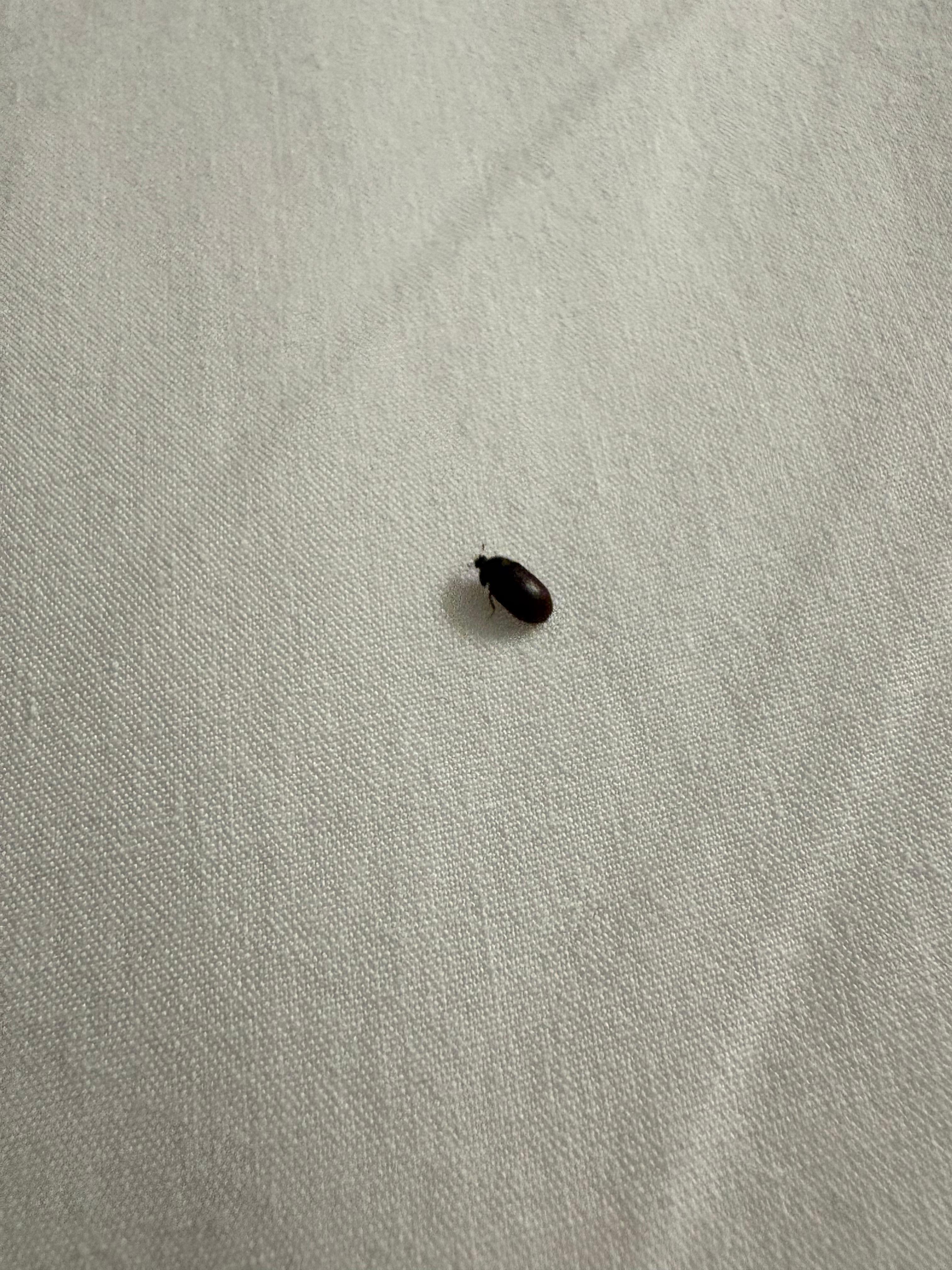 Killed 2 before I thought of taking pictures. 