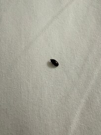 Killed 2 before I thought of taking pictures.