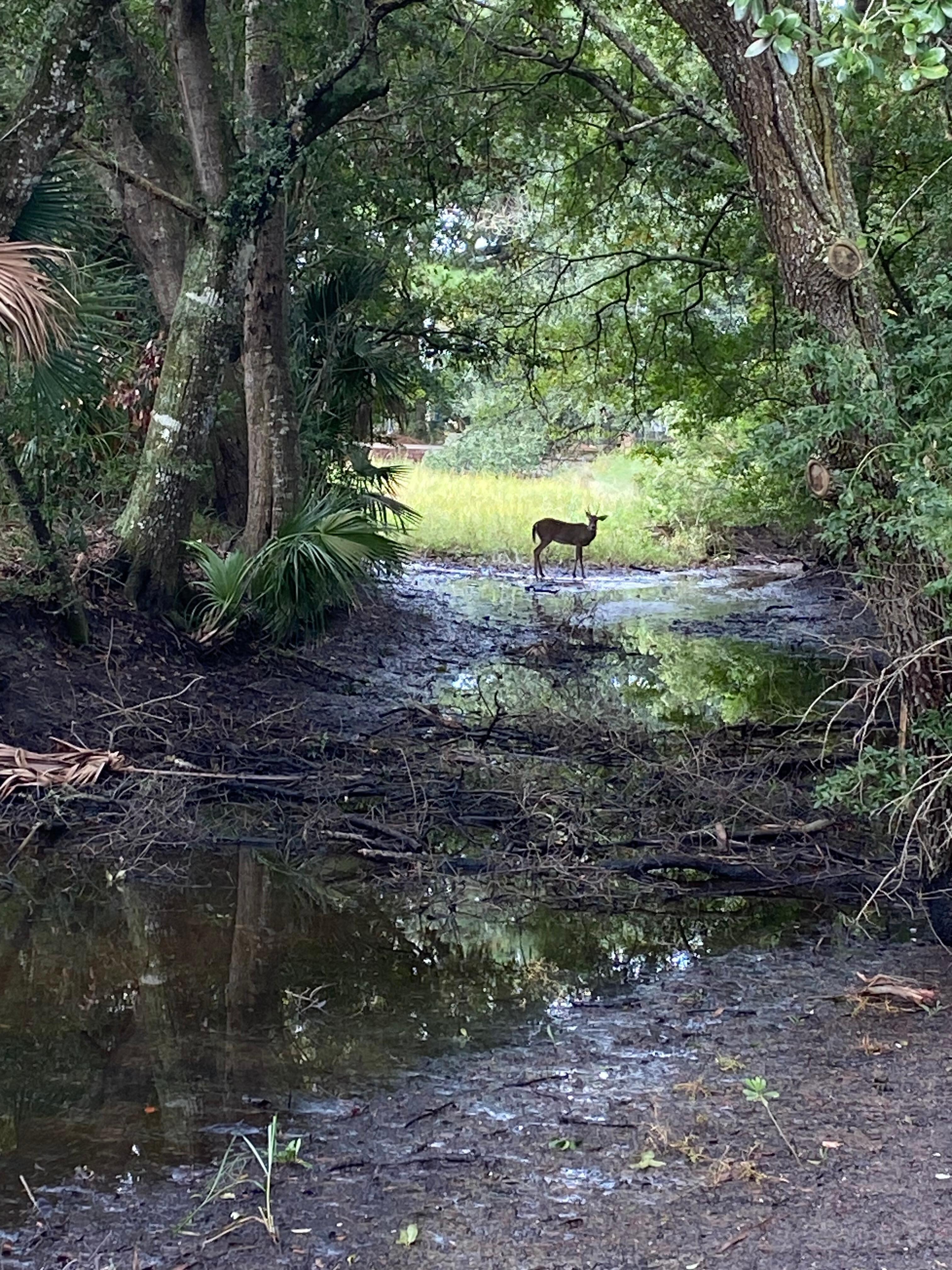 From the nature walk in the neighborhood 