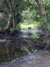 From the nature walk in the neighborhood