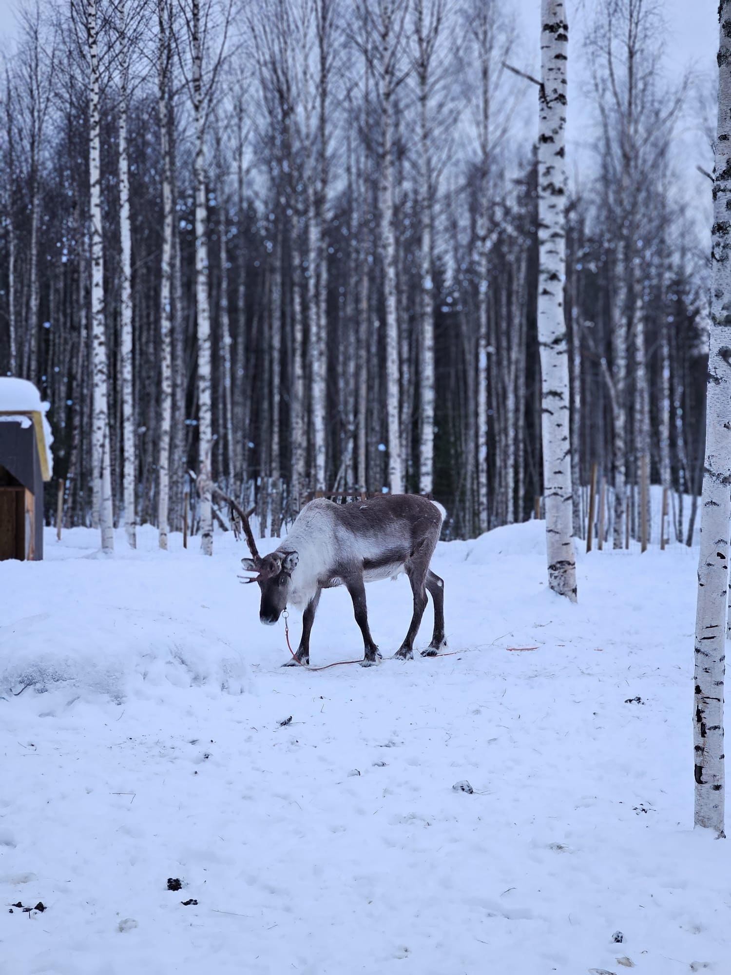 Reindeer area.