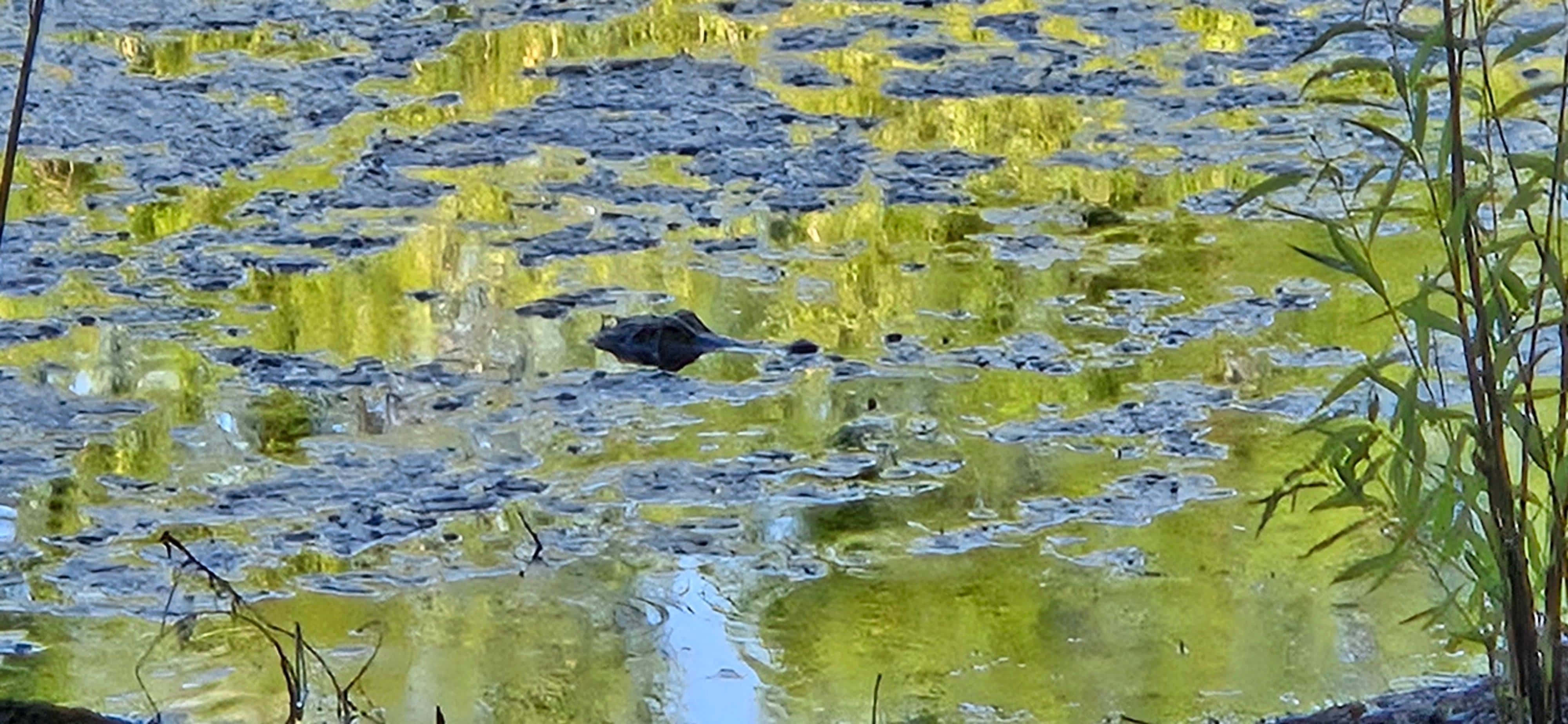 Just a little guy, but so cool to see!!