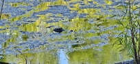 Just a little guy, but so cool to see!!
