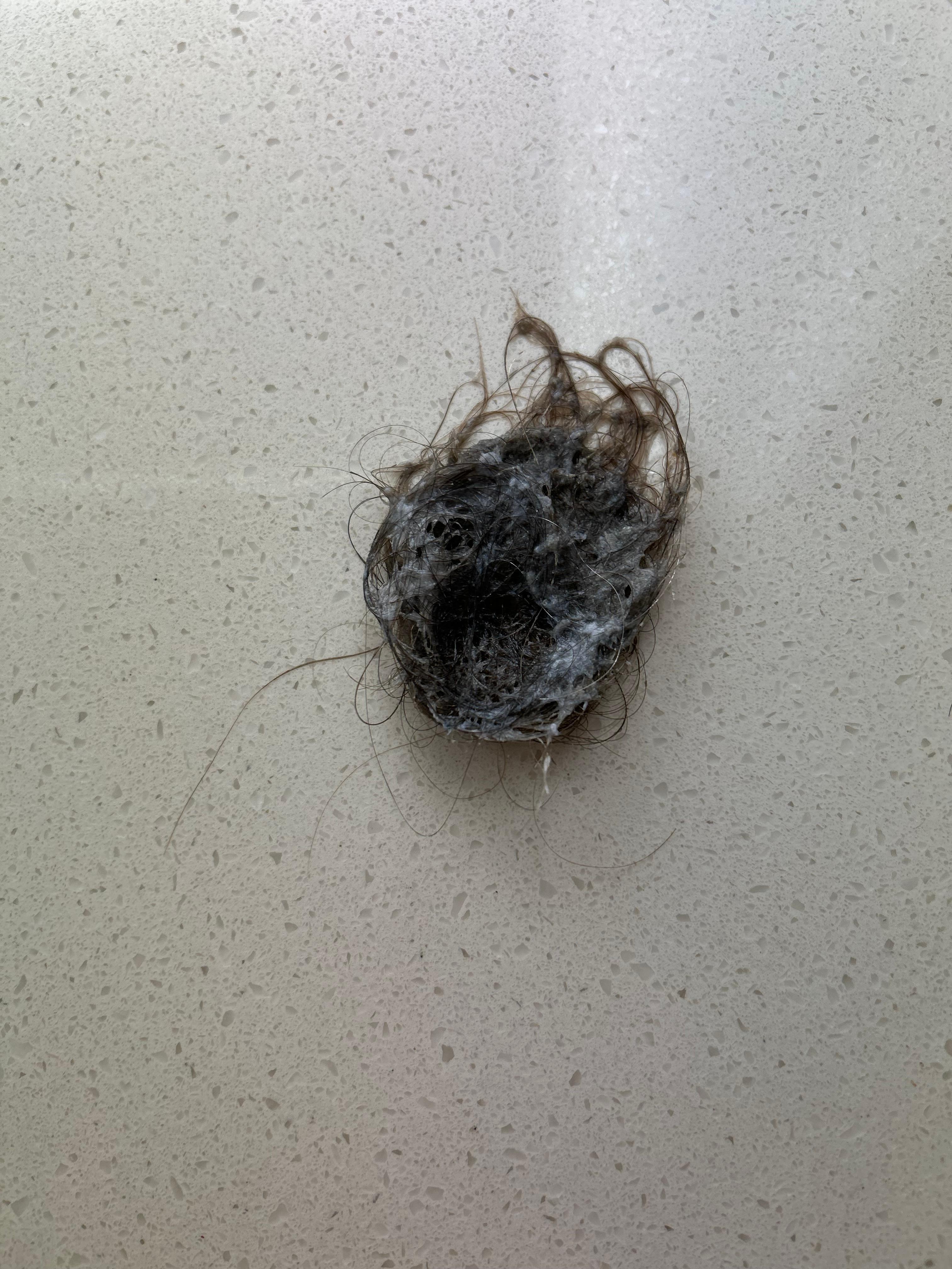 Hair that was in drain