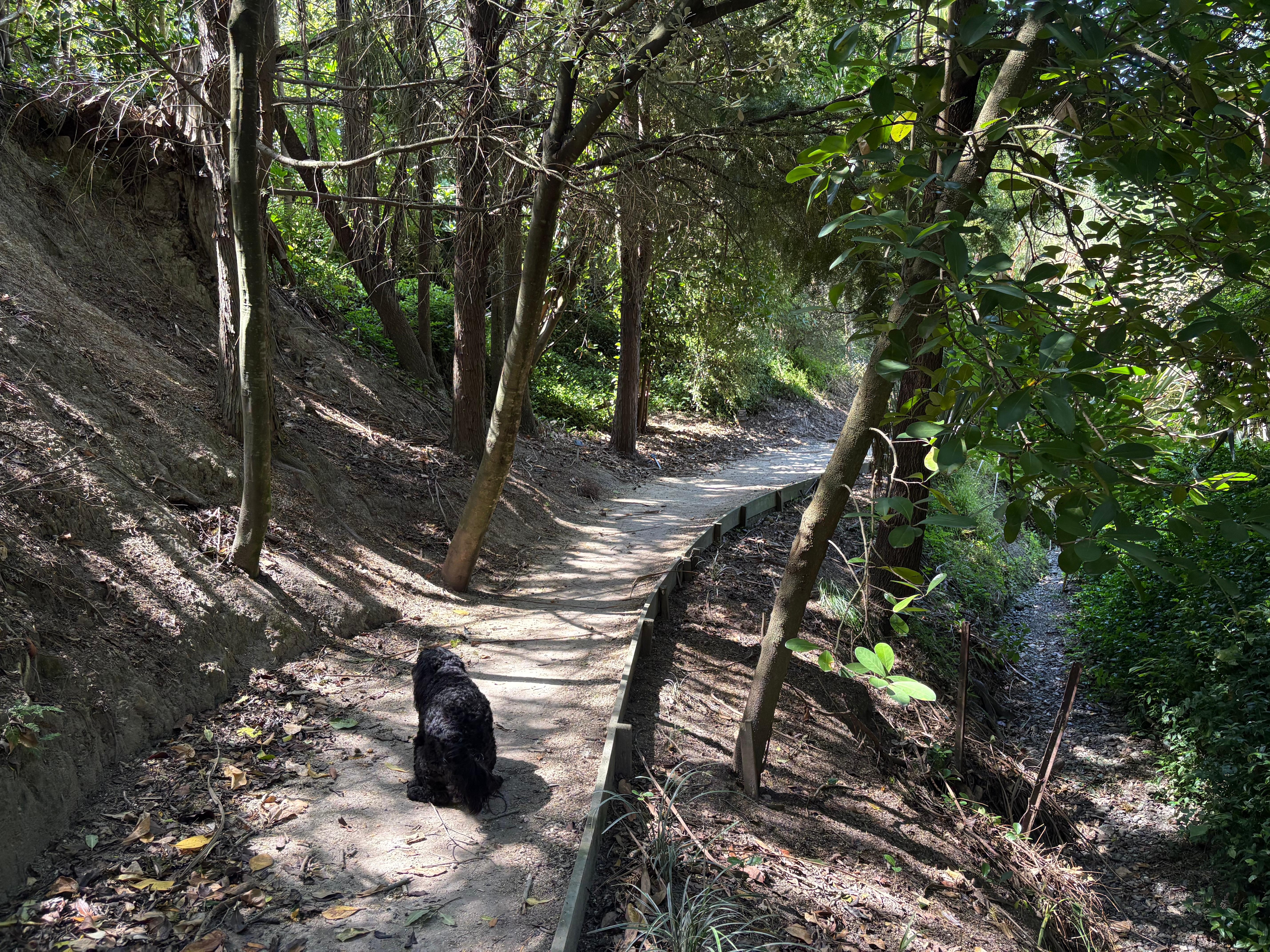 Lovely shady walk in Karituwhenua walkway