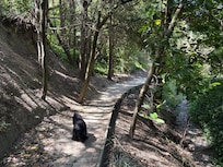 Lovely shady walk in Karituwhenua walkway