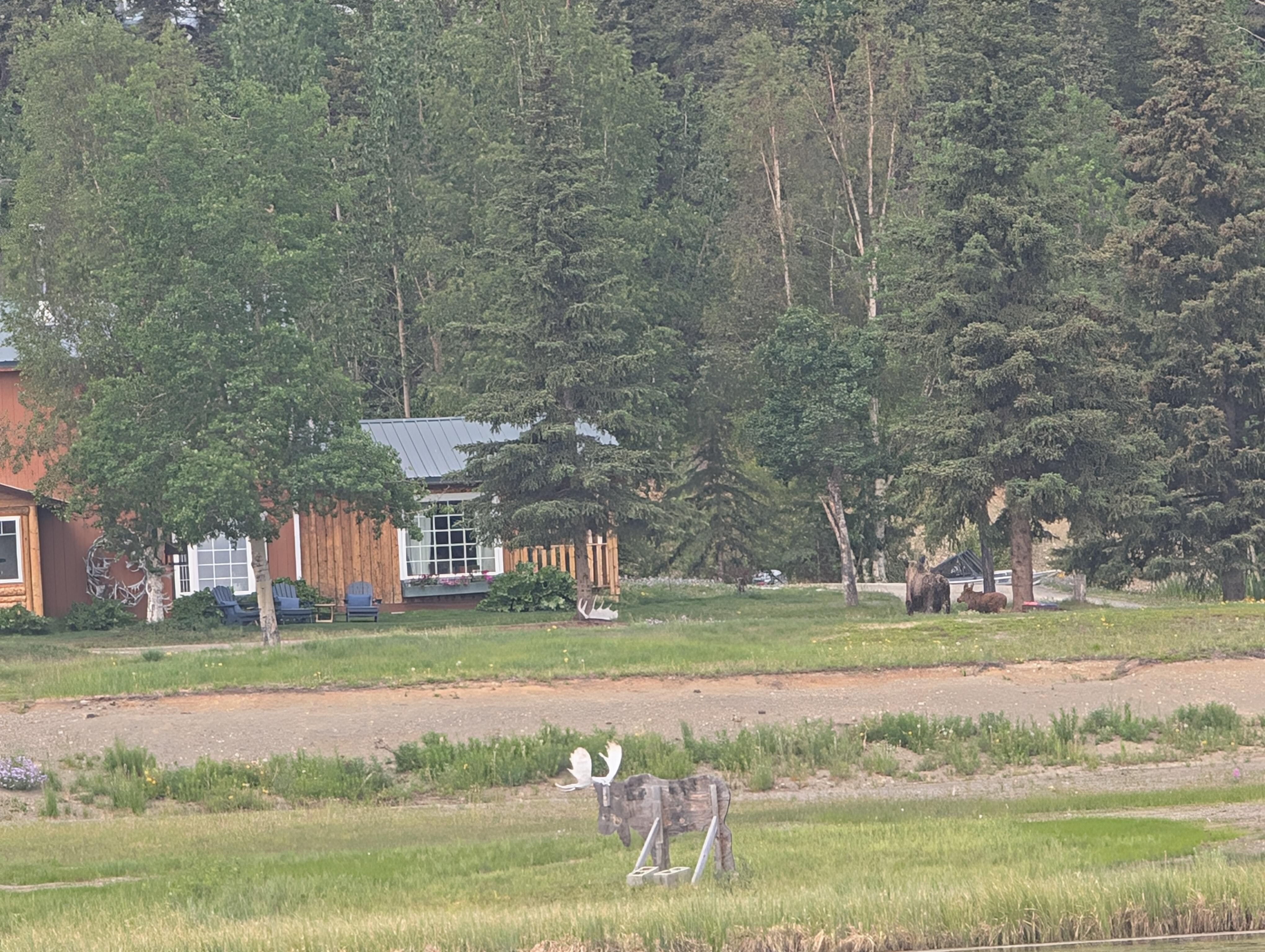 Moose in the distance!
