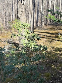 View from the balcony.