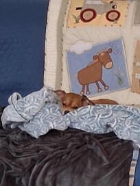 Maggie May was knocked out after playing in back yard and her birthday party.