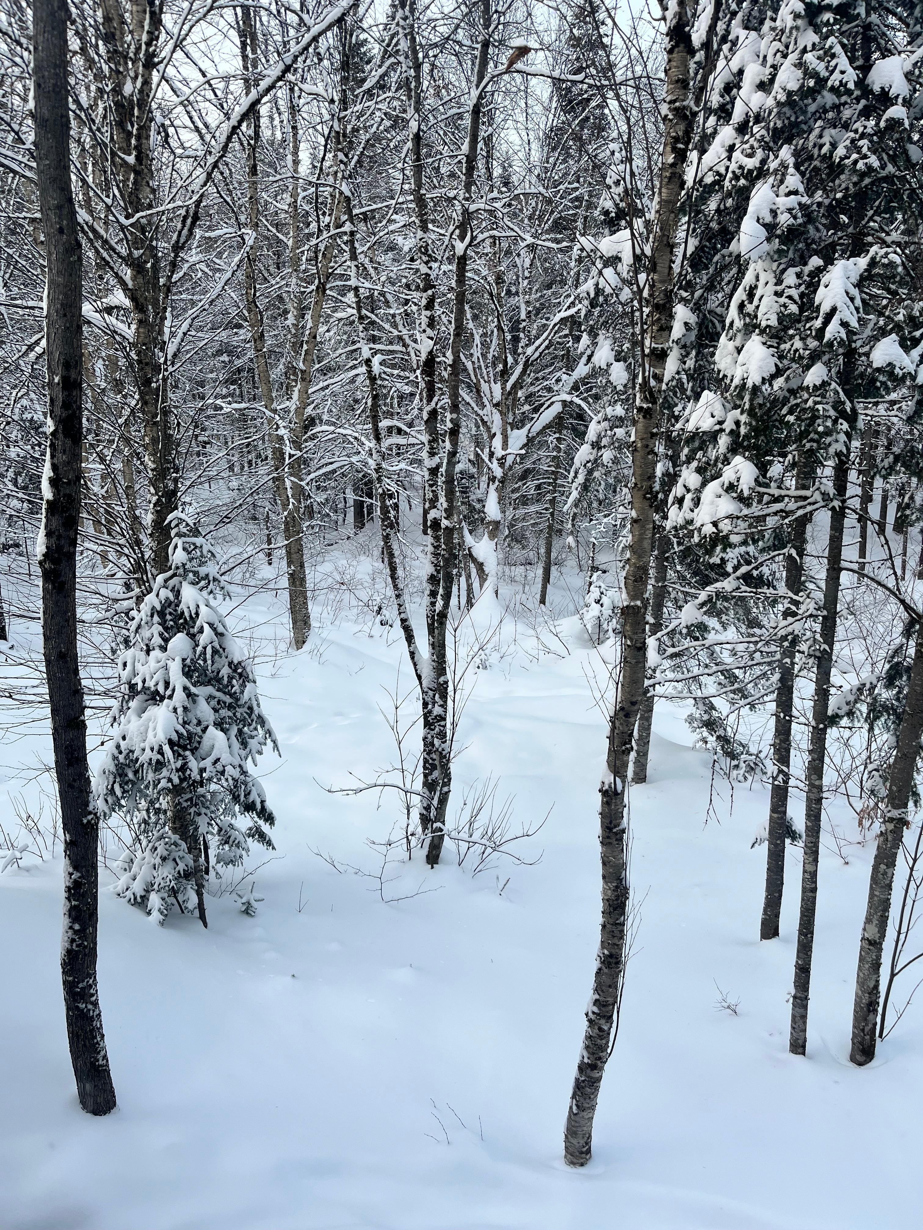 Views snowshoeing around the property 