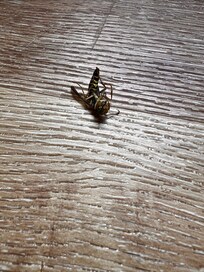 1 of several wasps/hornets killed during my stay.