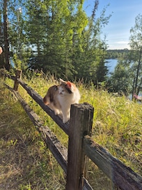 Kitty cat visiting