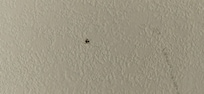Spider on the wall by the bed.