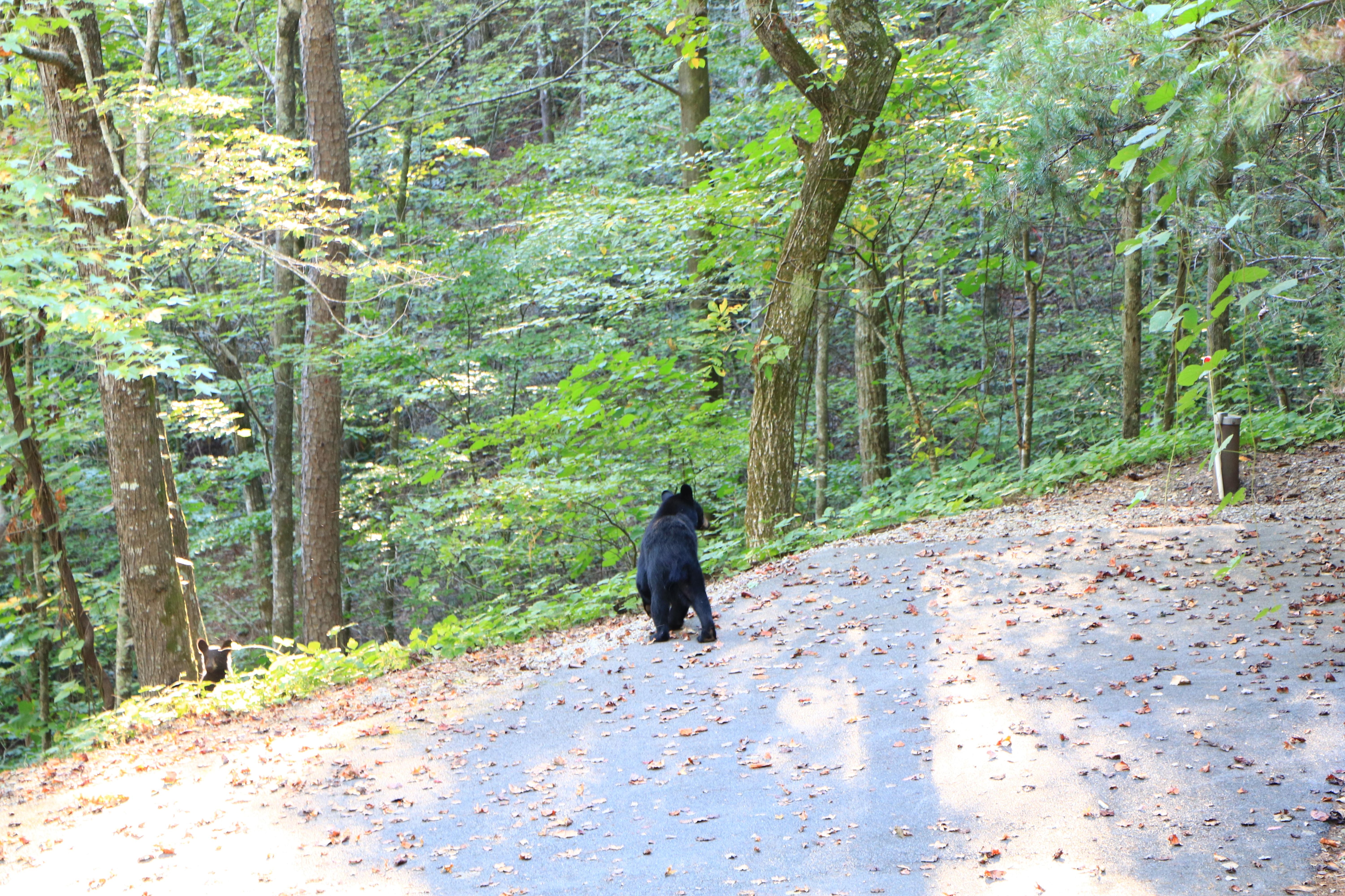 Bear at the bottom of the driveway