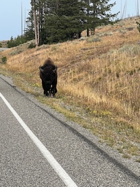 Bison on side of road near Yellowstone lake