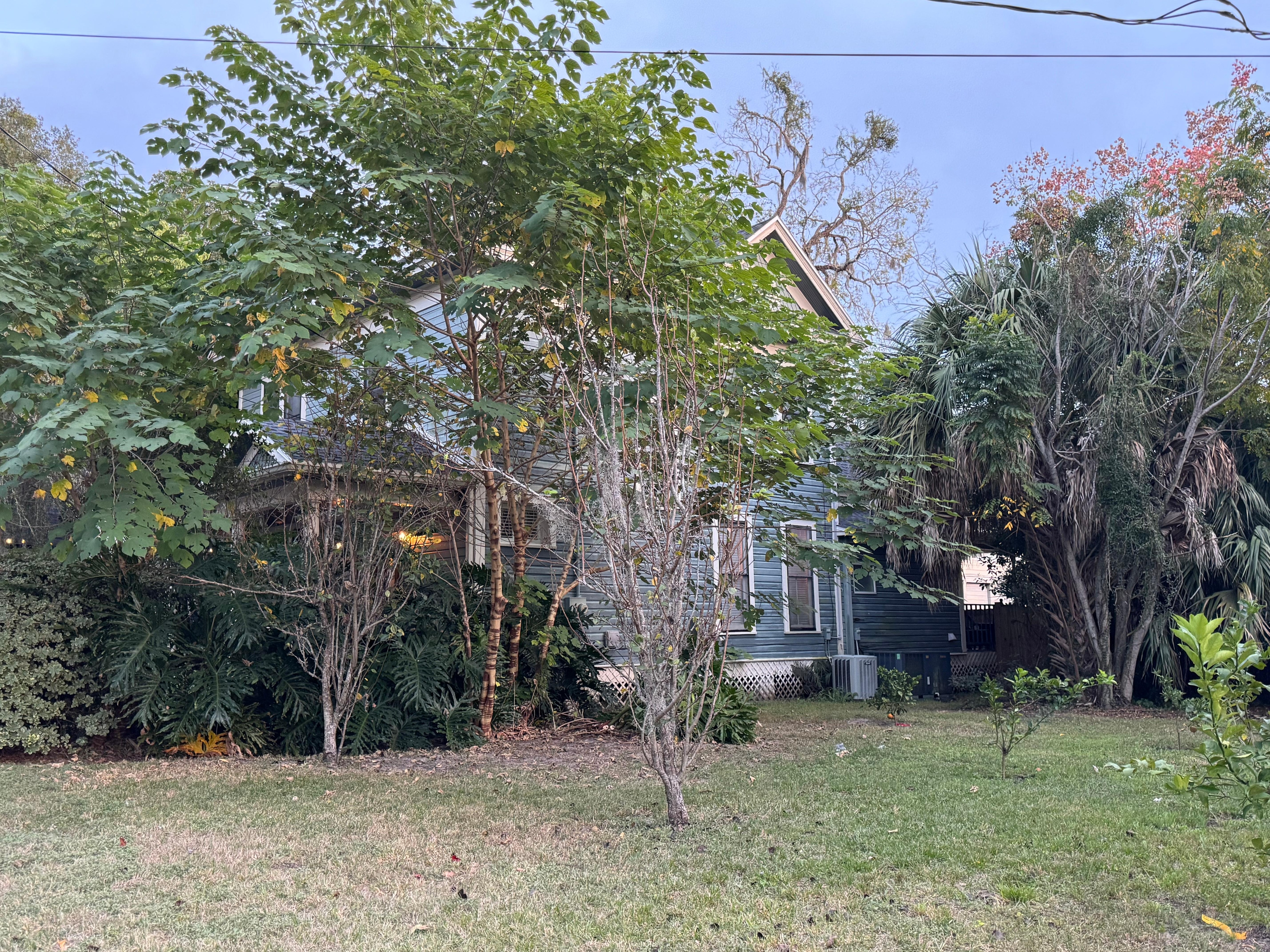 Side view with fruit trees 