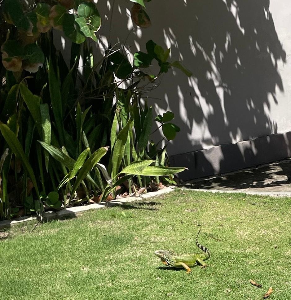 Iguana stopped by to wish us a safe trip home.