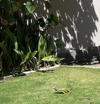 Iguana stopped by to wish us a safe trip home.