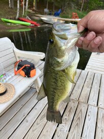 Large mouth bass off the dock with top water