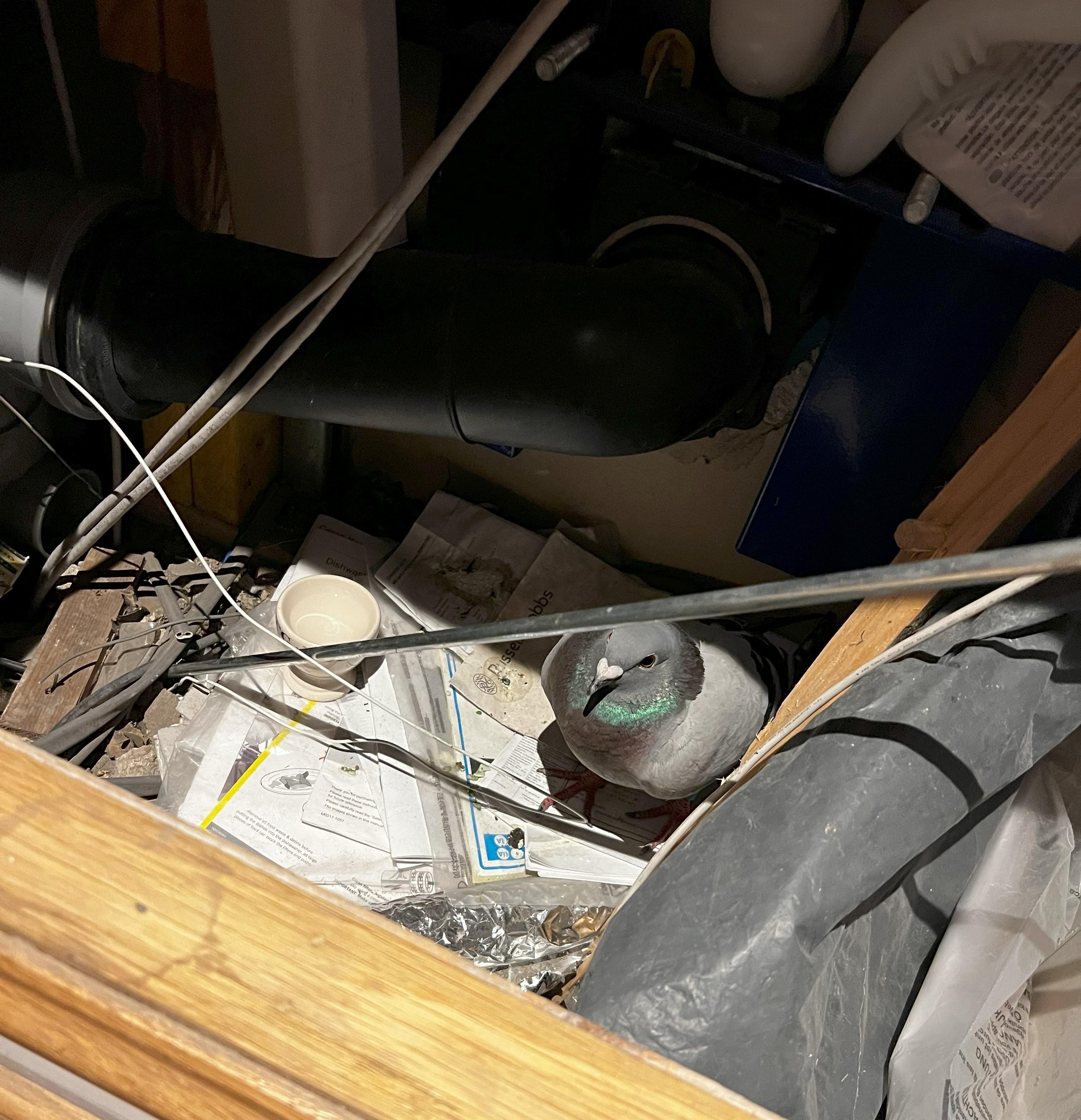 Pigeon in the cupboard.