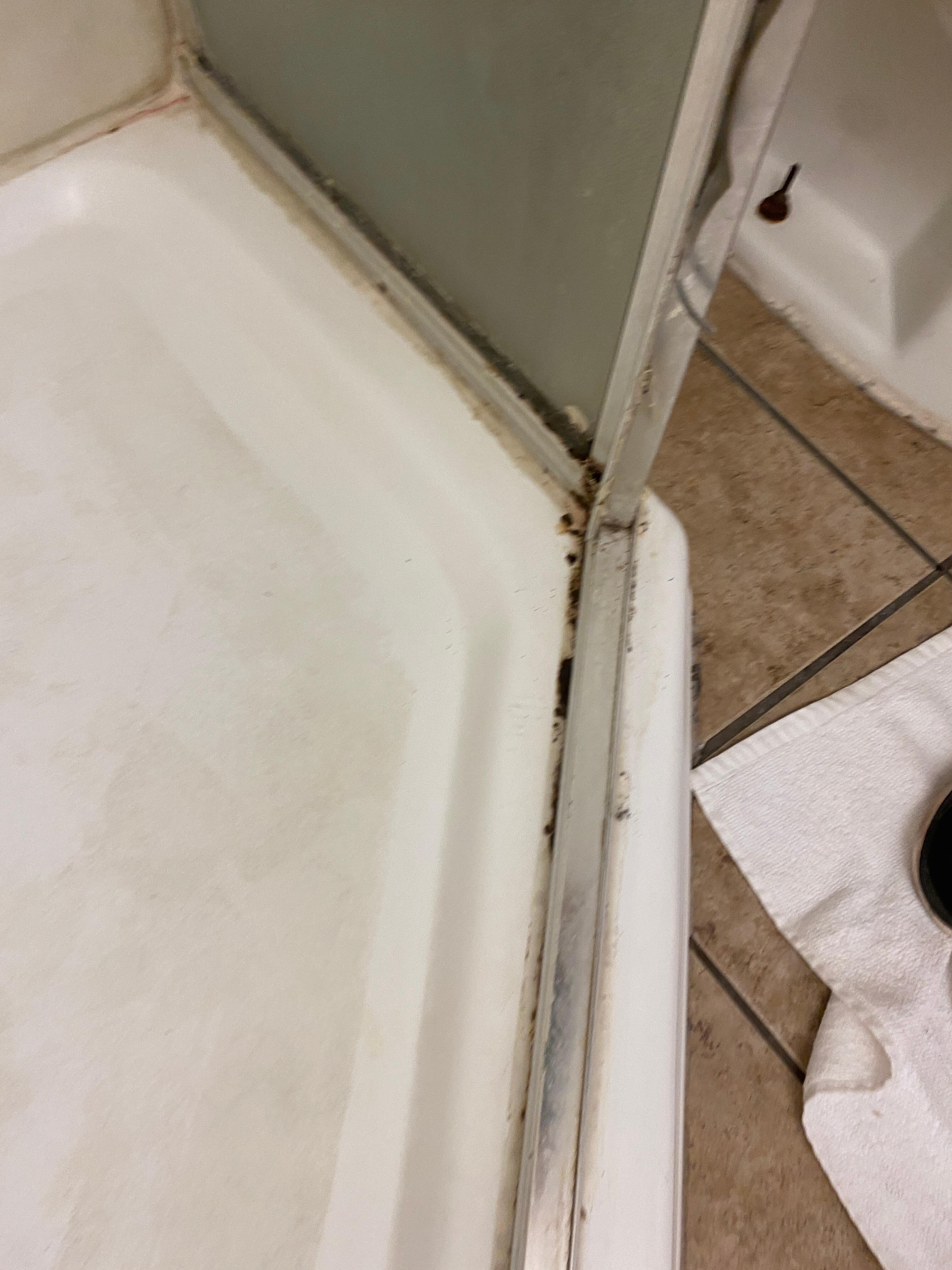Mold in the shower