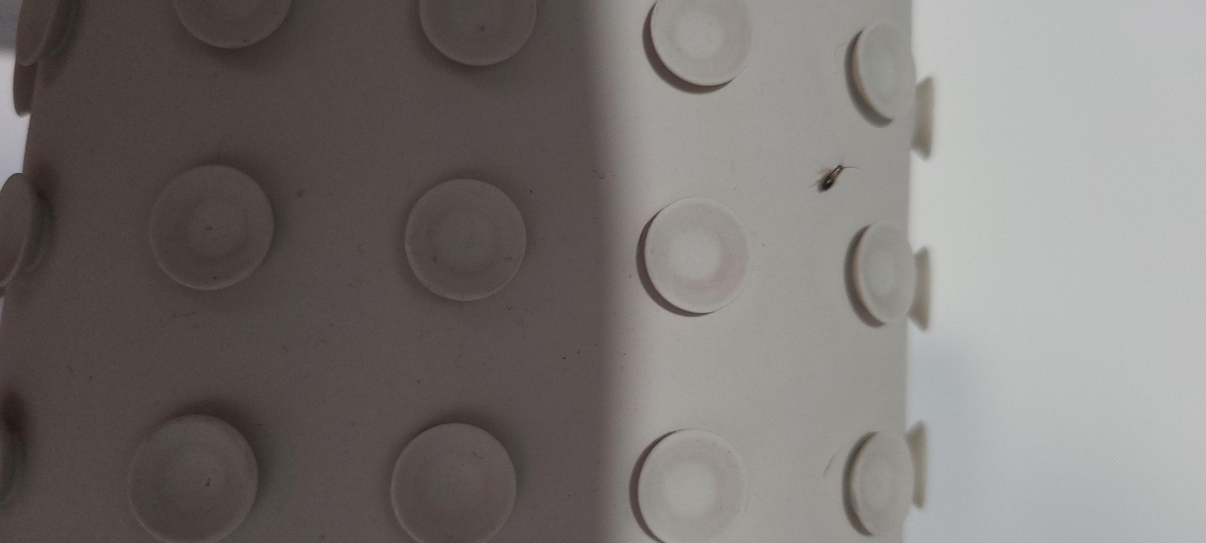 Live roach in the bathroom🤢🤮