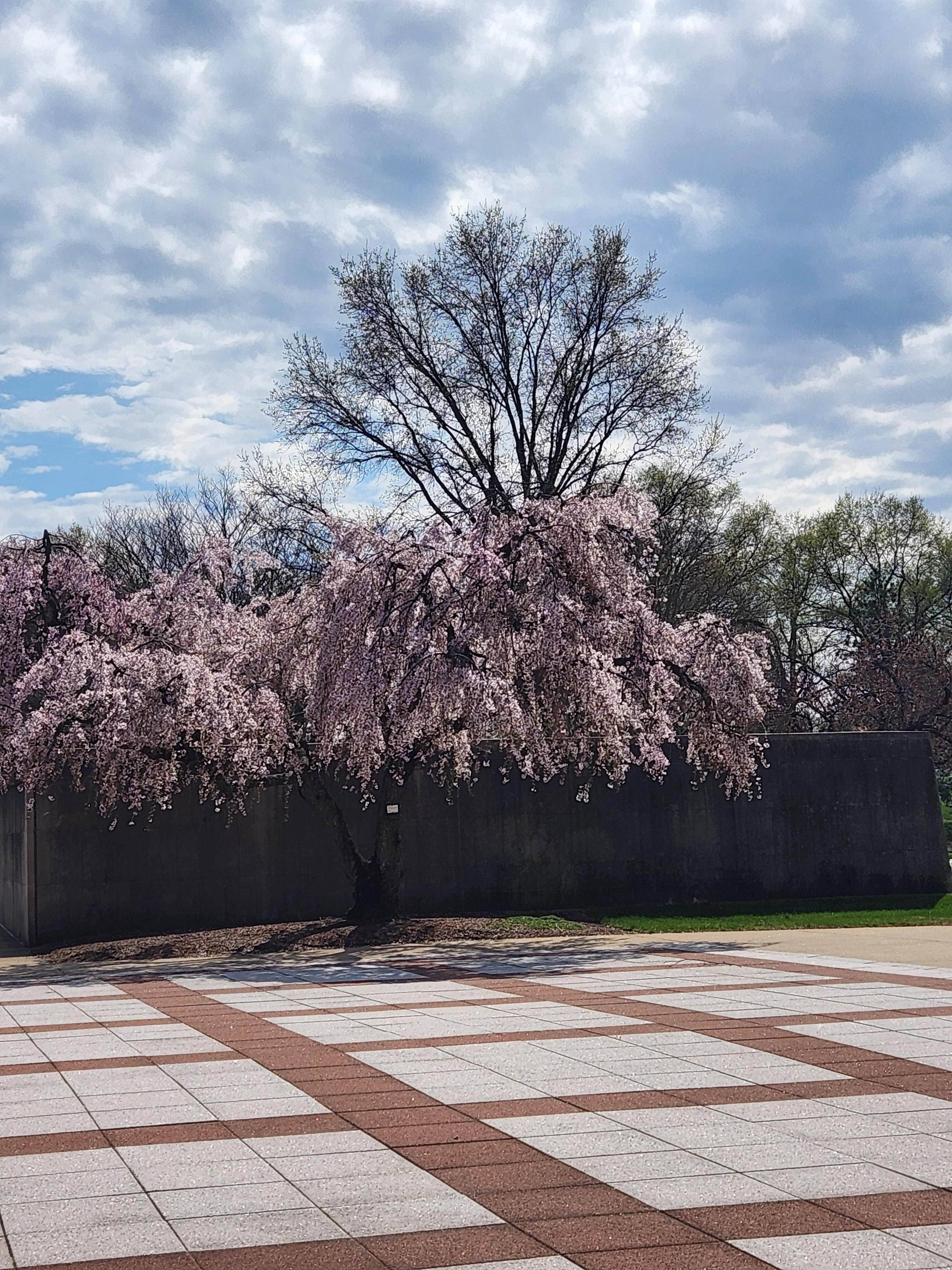 Cherry Blossoms, Tidal Basin