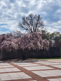 Cherry Blossoms, Tidal Basin