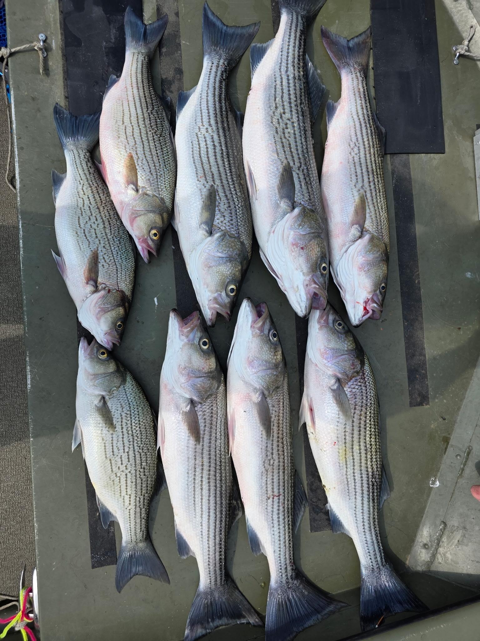 Fishing guide trip to Cherokee lake . 