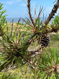 Scrub Pine