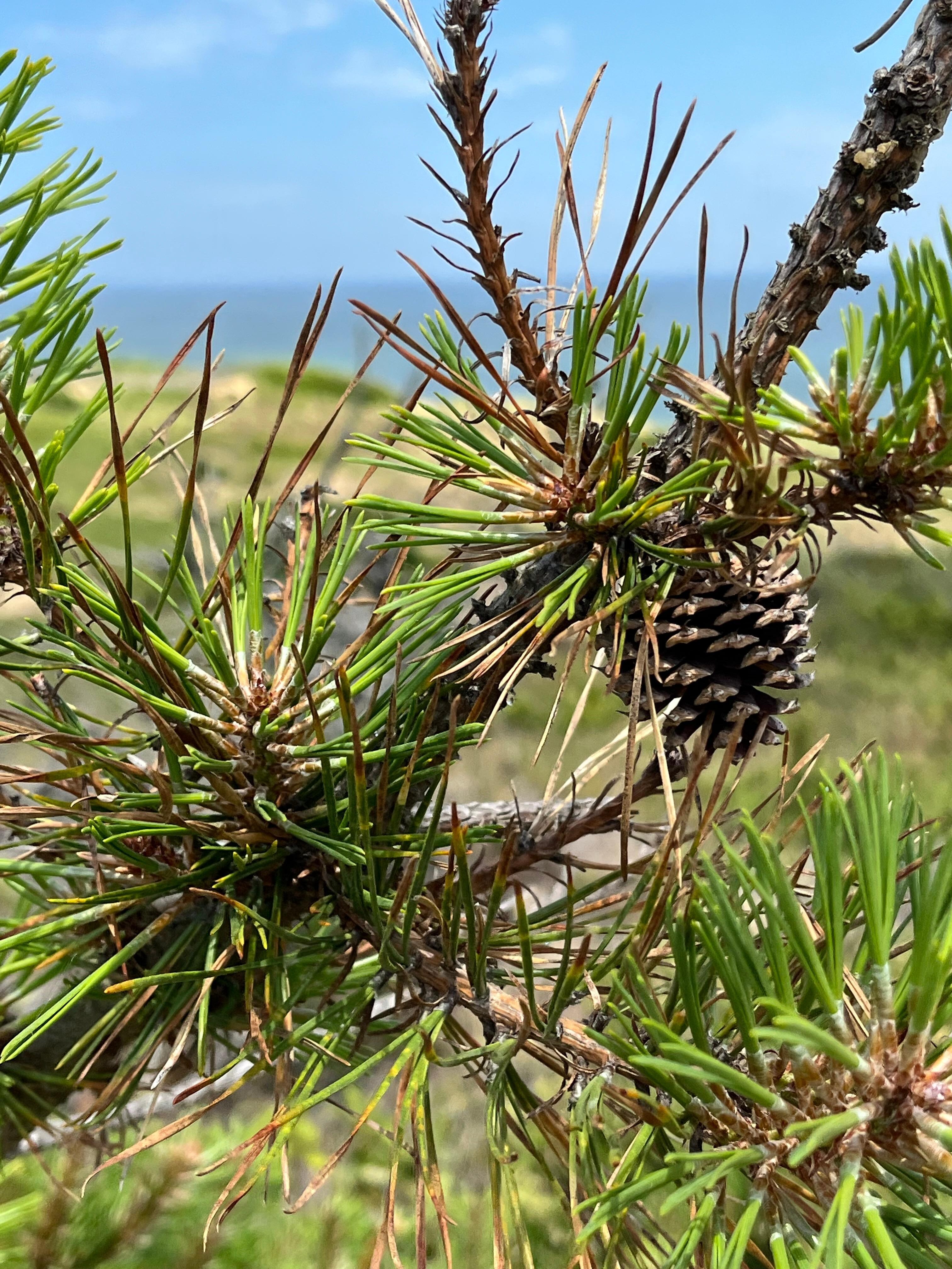 Scrub Pine