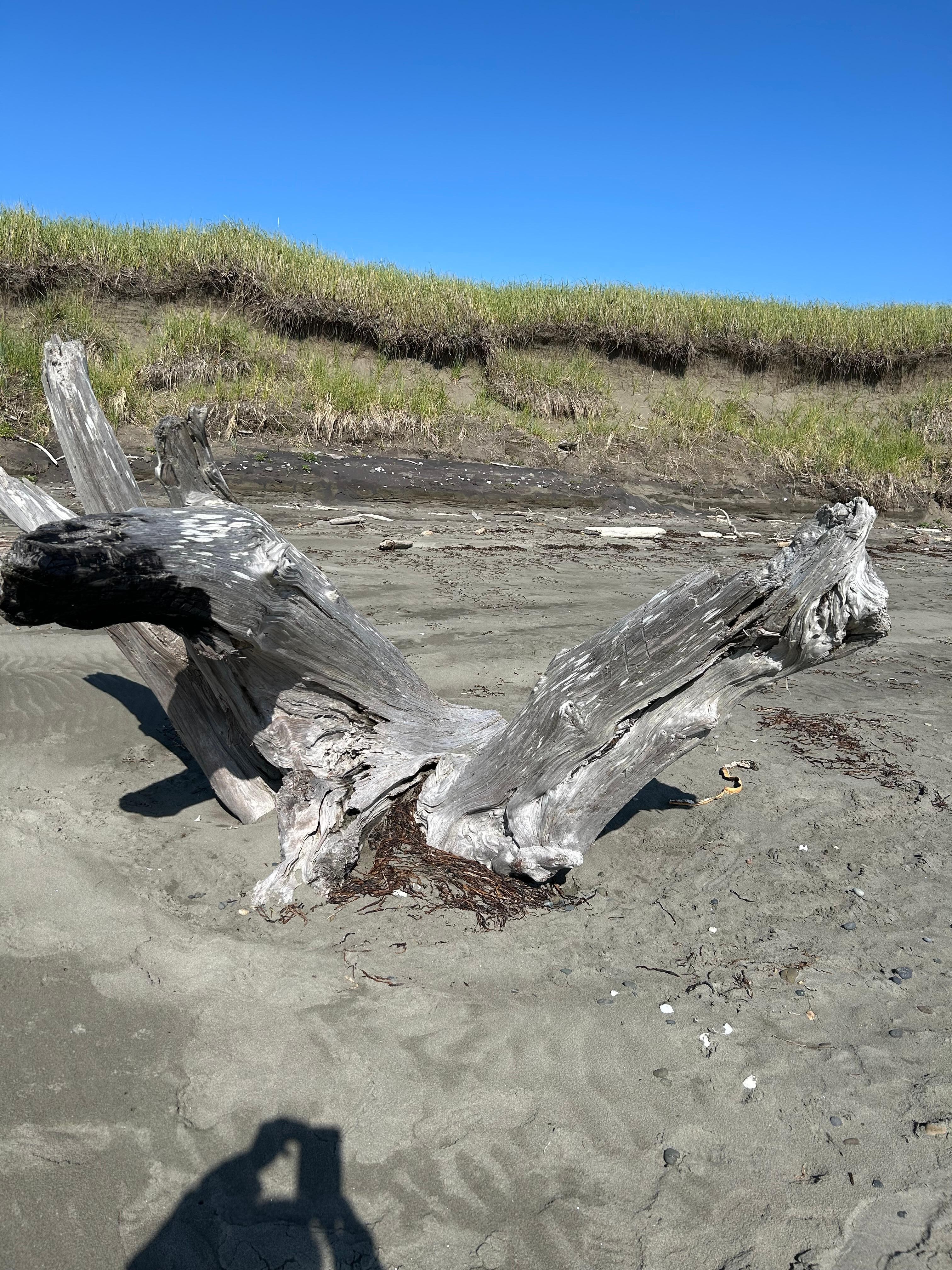 Beautiful driftwood!