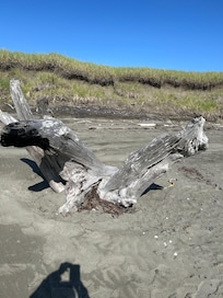 Beautiful driftwood!