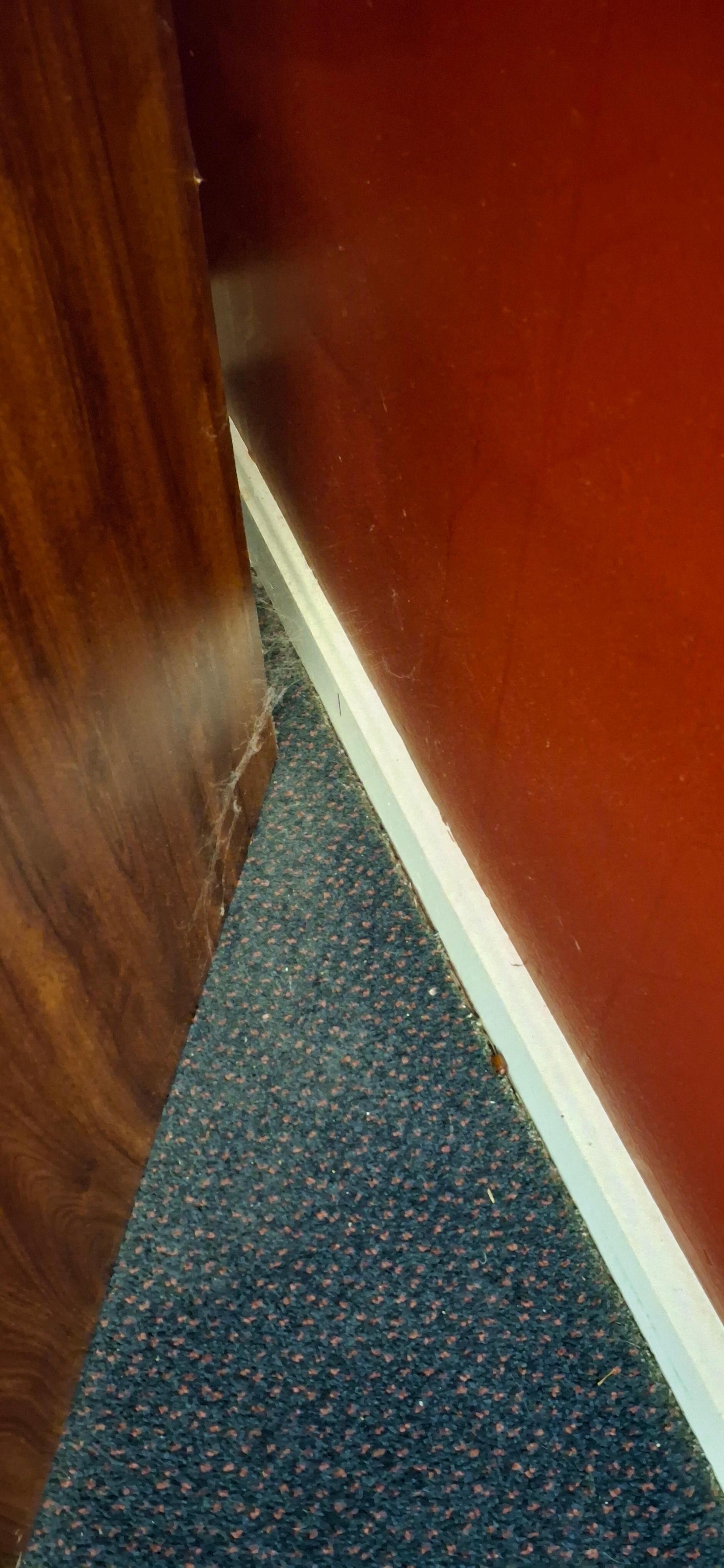 Cobwebs, dust, dead bug